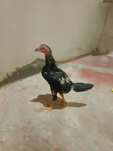 Franguinhos indio 