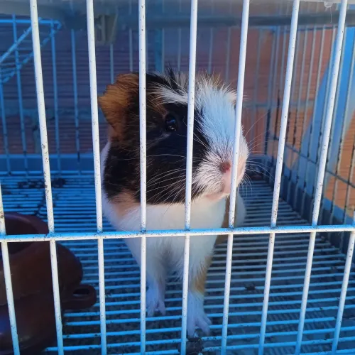 Porquinho da Índia
