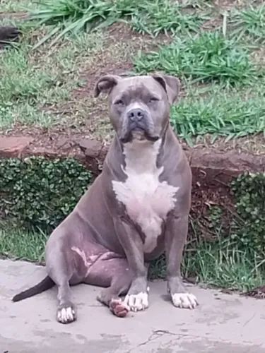 Vendo filhote de American Bully