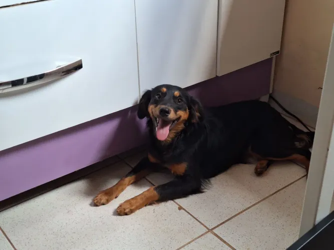 Cachorrinha porte pequeno fêmea raposinha 7 meses