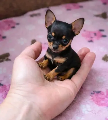Pinscher 00