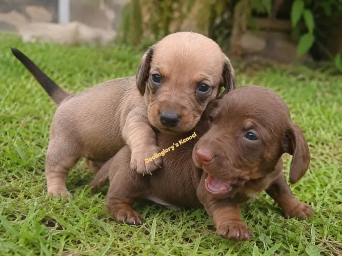 Dachshund com pedigree