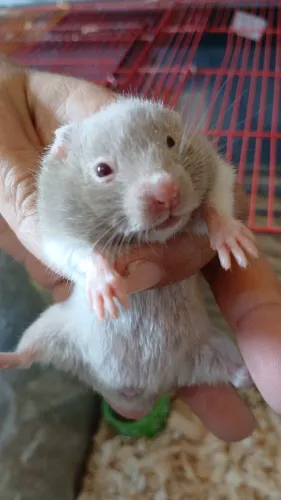 Hamster sirio nascido dia 28/06/2026