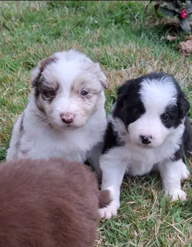 Border Collie @border.collie.br