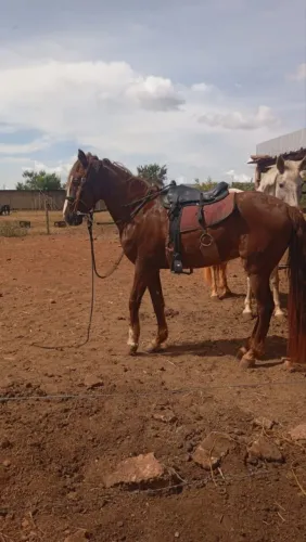 Cavalo a venda 