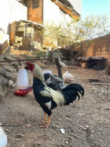 Vende-se galo
