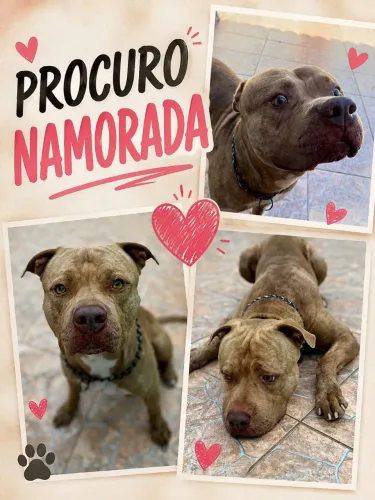 Procuro namorada Pitbull/American bully