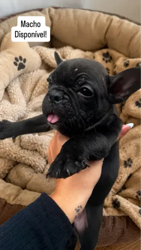 Buldogue francês
