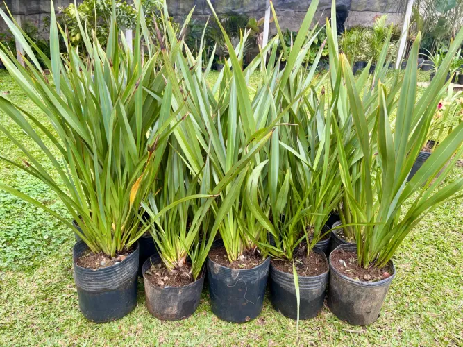 Formio verde