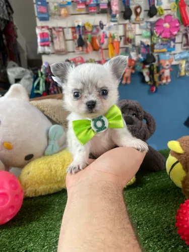 Chihuahua macho MINI pelo longo $3.900,0?