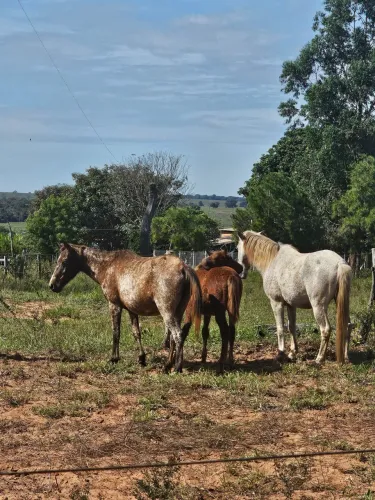 Ajudante de veterinaria 