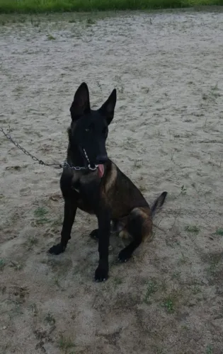 Filhote Pastor Belga Malinoir