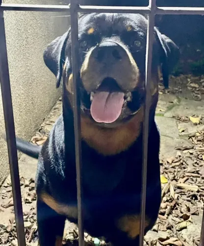 Rottweiler c/ Pedigree p/ COBERTURA