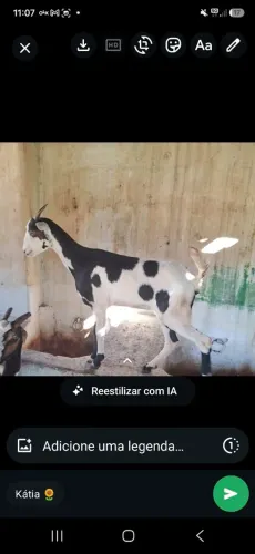 Vendo cabra!!!