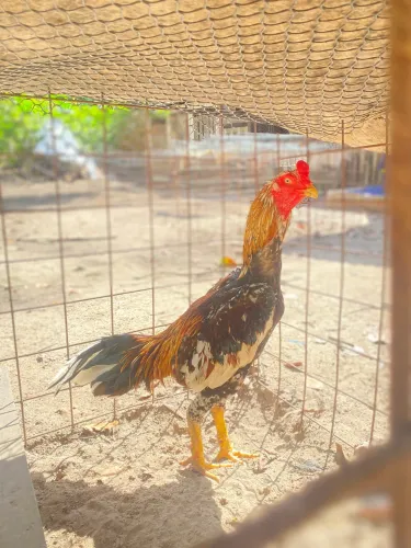Galo carioca