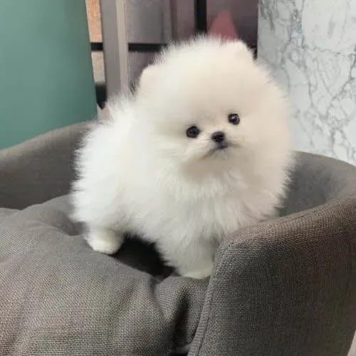 Filhote spitz alemão, Diga sim para uma vida cheia de lambidas e carinho!