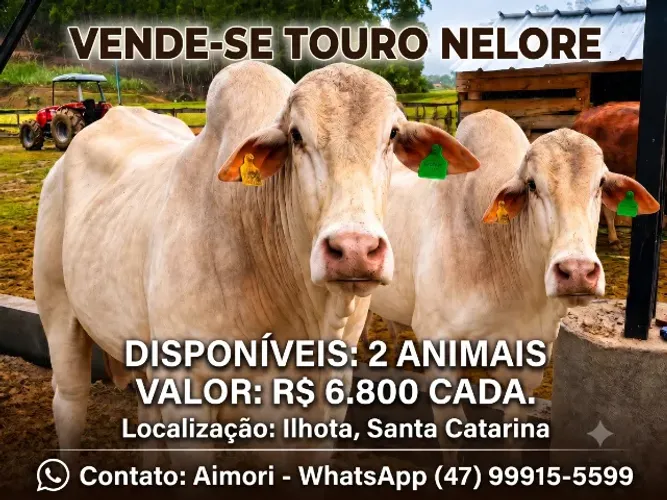 Vendo 2 bois Nelore