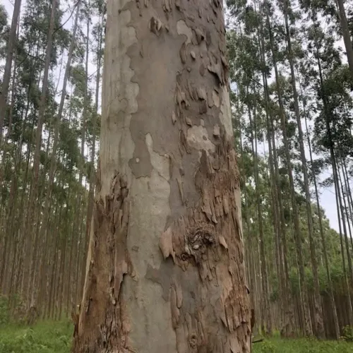 Floresta de Eucaliptos 280 hec, média 320 mil metros. Média 45 milhões.
