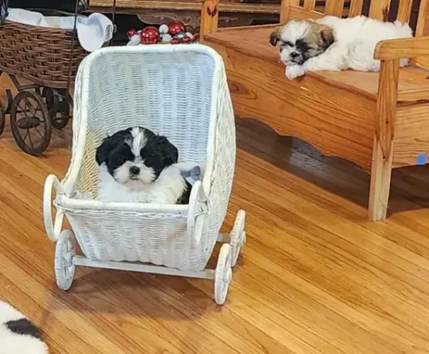 Filhotes de Shih Tzu | Carinho que emociona.