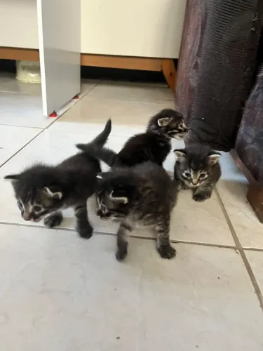 Adoção de Gatinhos