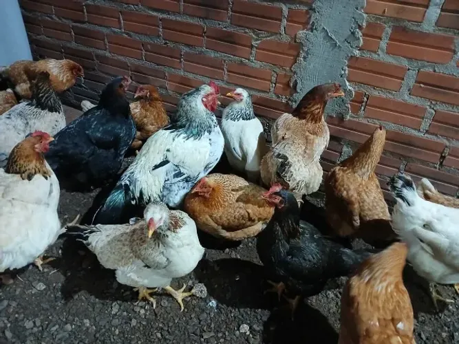 30 Galinhas e Um Galo Para Vender 
