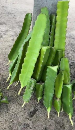 Muda de Pitaya 
