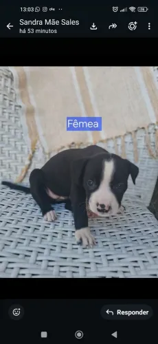 Filhotes de Pitbull fêmea e macho 
