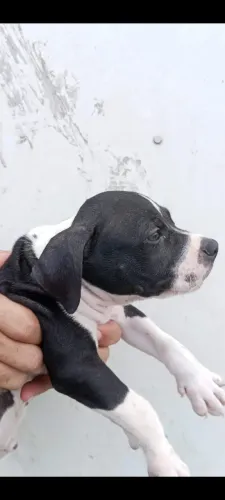Cachorro