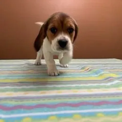 Beagle,Beagle Filhote Linda Linhagem Disponível