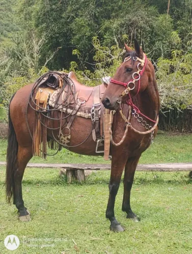 Cavalo a venda 