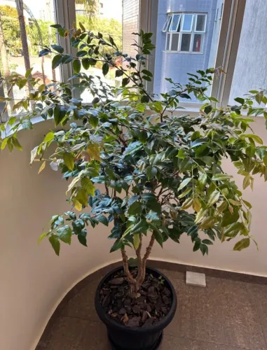 Jabuticabeira no vaso - Pé de jabuticaba híbrida produz frutos