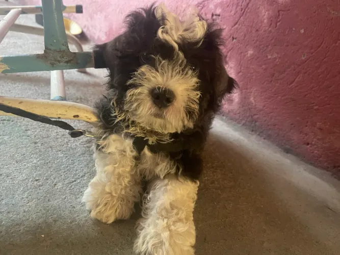 Cachorro poodle maltês 