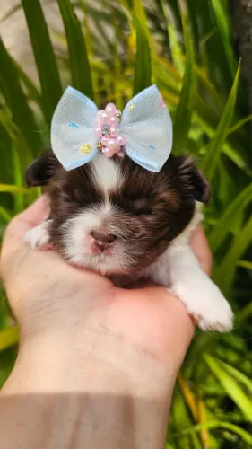 Lindas Filhotes Femeas Shihtzu