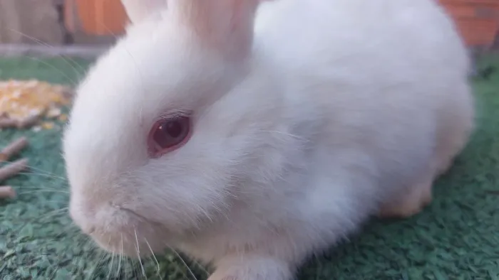 Mini Coelho Albino macho com 35 dias disponível 