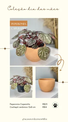 Plantas decorativas