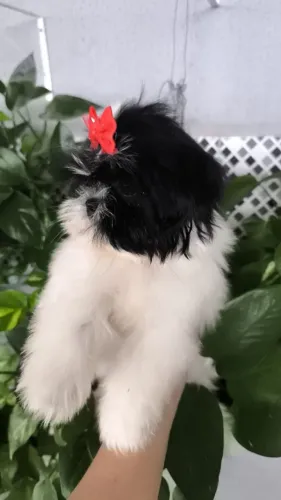 Vendo uma linda filhotinha de Shitzu fêmea 