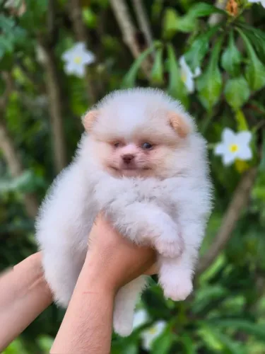 Lulu da Pomerânia Macho bem pequenininho Branco com Pedigree CBKC e Vacinas em Dia