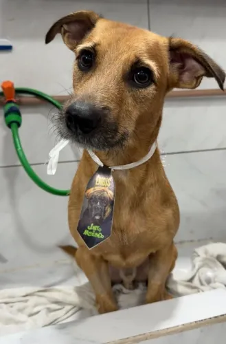 Doando um pet caramelo 
