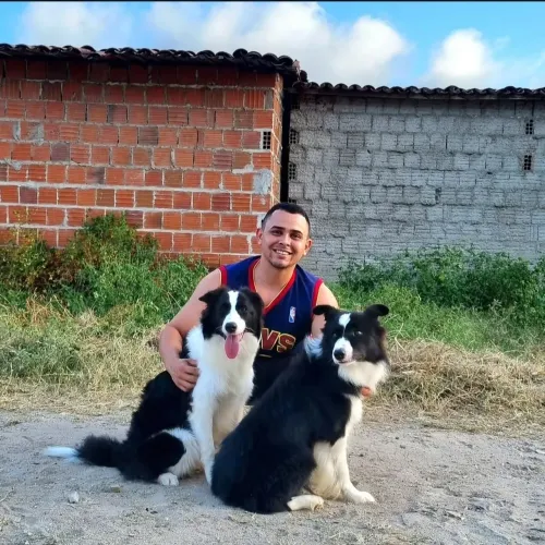 Border Collie Filhotes Disponíveis 