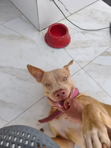 Doa-se Pitbull fêmea