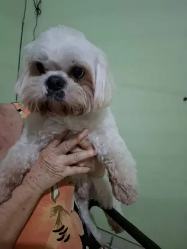 Shih-tzu macho encontrado