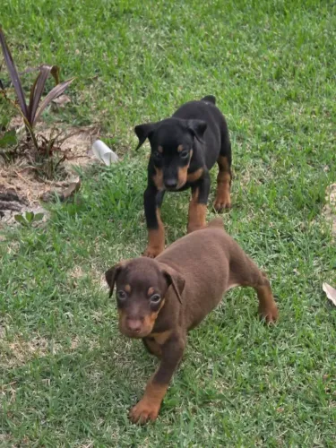 Filhote de Dobermann 
