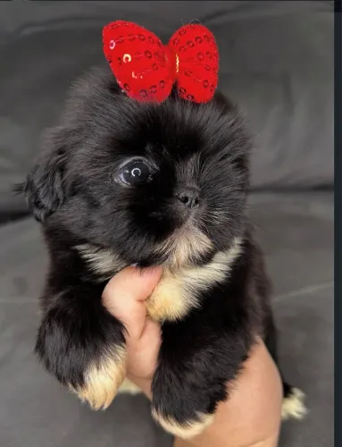 Shih tzu fêmea e macho mini adestrados ao jornal
