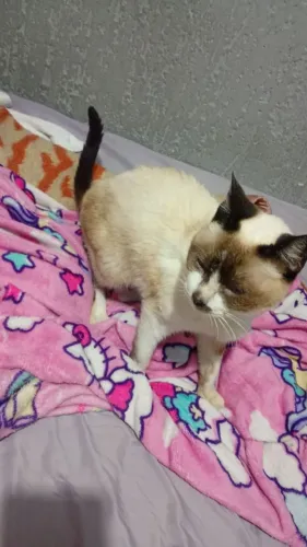 Gata