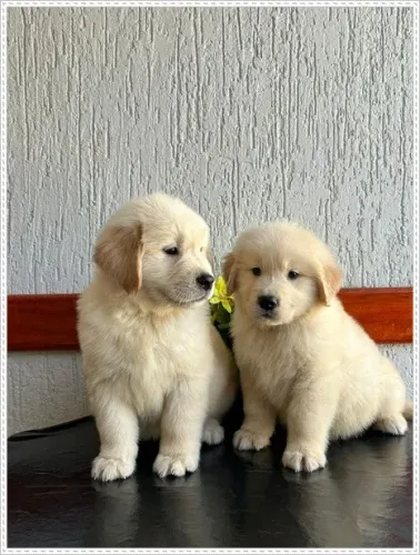 Filhote Golden Retriever Netos de Campeão Macho e femea com Pedigree.