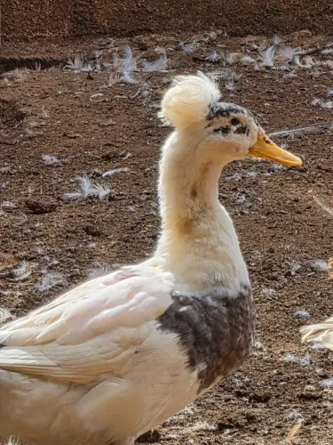 Marreco pompo 