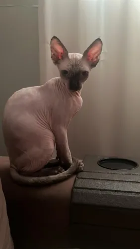 Filhote gato Sphynx a pronta entrega