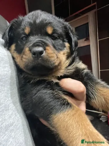 Filhote de cachorro rottweiler dócil de linhagem selecionada guarda