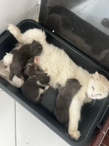 Filhotes de Maine coon