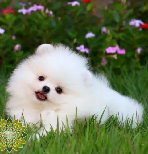 Lulu da Pomerânia splitz 
